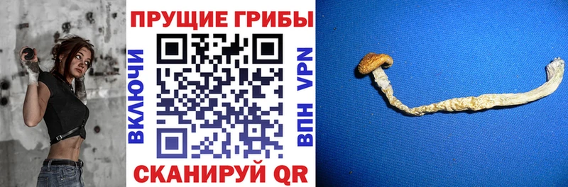 где купить наркоту  hydra ссылка  Галлюциногенные грибы GOLDEN TEACHER  Хвалынск 